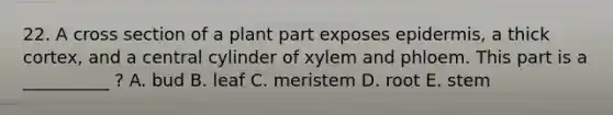 22. A cross section of a plant part exposes epidermis, a thick cortex, and a central cylinder of xylem and phloem. This part is a __________ ? A. bud B. leaf C. meristem D. root E. stem