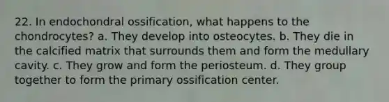 22. In endochondral ossification, what happens to the chondrocytes? a. They develop into osteocytes. b. They die in the calcified matrix that surrounds them and form the medullary cavity. c. They grow and form the periosteum. d. They group together to form the primary ossification center.