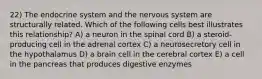 22) The endocrine system and the nervous system are structurally related. Which of the following cells best illustrates this relationship? A) a neuron in the spinal cord B) a steroid-producing cell in the adrenal cortex C) a neurosecretory cell in the hypothalamus D) a brain cell in the cerebral cortex E) a cell in the pancreas that produces digestive enzymes