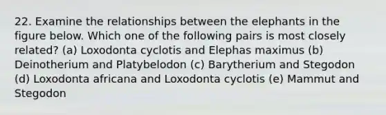 22. Examine the relationships between the elephants in the figure below. Which one of the following pairs is most closely related? (a) Loxodonta cyclotis and Elephas maximus (b) Deinotherium and Platybelodon (c) Barytherium and Stegodon (d) Loxodonta africana and Loxodonta cyclotis (e) Mammut and Stegodon