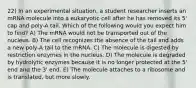 22) In an experimental situation, a student researcher inserts an mRNA molecule into a eukaryotic cell after he has removed its 5' cap and poly-A tail. Which of the following would you expect him to find? A) The mRNA would not be transported out of the nucleus. B) The cell recognizes the absence of the tail and adds a new poly-A tail to the mRNA. C) The molecule is digested by restriction enzymes in the nucleus. D) The molecule is degraded by hydrolytic enzymes because it is no longer protected at the 5' end and the 3' end. E) The molecule attaches to a ribosome and is translated, but more slowly.