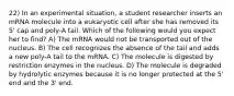 22) In an experimental situation, a student researcher inserts an mRNA molecule into a eukaryotic cell after she has removed its 5' cap and poly-A tail. Which of the following would you expect her to find? A) The mRNA would not be transported out of the nucleus. B) The cell recognizes the absence of the tail and adds a new poly-A tail to the mRNA. C) The molecule is digested by restriction enzymes in the nucleus. D) The molecule is degraded by hydrolytic enzymes because it is no longer protected at the 5' end and the 3' end.