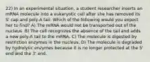 22) In an experimental situation, a student researcher inserts an mRNA molecule into a eukaryotic cell after she has removed its S' cap and poly-A tail. Which of the following would you expect her to find? A) The mRNA would not be transported out of the nucleus. B) The cell recognizes the absence of the tail and adds a new poly-A tail to the mRNA. C) The molecule is digested by restriction enzymes in the nucleus, D) The molecule is degraded by hydrolytic enzymes because it is no longer protected at the 5' end and the 3' end.