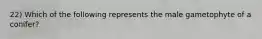 22) Which of the following represents the male gametophyte of a conifer?