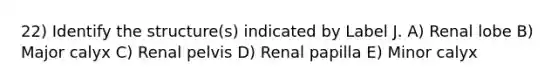 22) Identify the structure(s) indicated by Label J. A) Renal lobe B) Major calyx C) Renal pelvis D) Renal papilla E) Minor calyx