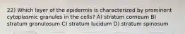 22) Which layer of the epidermis is characterized by prominent cytoplasmic granules in the cells? A) stratum corneum B) stratum granulosum C) stratum lucidum D) stratum spinosum