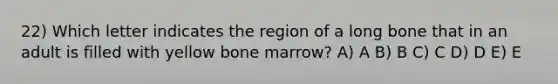 22) Which letter indicates the region of a long bone that in an adult is filled with yellow bone marrow? A) A B) B C) C D) D E) E