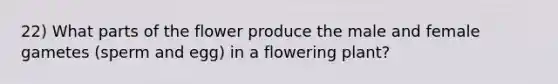 22) What parts of the flower produce the male and female gametes (sperm and egg) in a flowering plant?