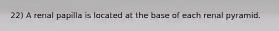 22) A renal papilla is located at the base of each renal pyramid.