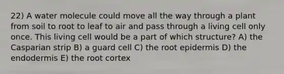 22) A water molecule could move all the way through a plant from soil to root to leaf to air and pass through a living cell only once. This living cell would be a part of which structure? A) the Casparian strip B) a guard cell C) the root epidermis D) the endodermis E) the root cortex