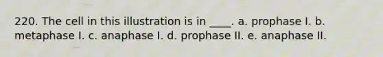 220. The cell in this illustration is in ____. a. prophase I. b. metaphase I. c. anaphase I. d. prophase II. e. anaphase II.