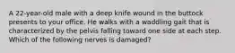 A 22-year-old male with a deep knife wound in the buttock presents to your office. He walks with a waddling gait that is characterized by the pelvis falling toward one side at each step. Which of the following nerves is damaged?