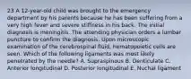 23 A 12-year-old child was brought to the emergency department by his parents because he has been suffering from a very high fever and severe stiffness in his back. The initial diagnosis is meningitis. The attending physician orders a lumbar puncture to confirm the diagnosis. Upon microscopic examination of the cerebrospinal fluid, hematopoietic cells are seen. Which of the following ligaments was most likely penetrated by the needle? A. Supraspinous B. Denticulate C. Anterior longitudinal D. Posterior longitudinal E. Nuchal ligament