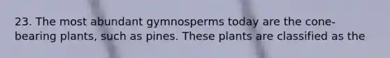 23. The most abundant gymnosperms today are the cone-bearing plants, such as pines. These plants are classified as the