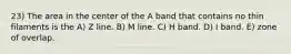 23) The area in the center of the A band that contains no thin filaments is the A) Z line. B) M line. C) H band. D) I band. E) zone of overlap.