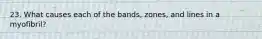 23. What causes each of the bands, zones, and lines in a myofibril?