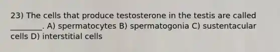 23) The cells that produce testosterone in the testis are called ________. A) spermatocytes B) spermatogonia C) sustentacular cells D) interstitial cells