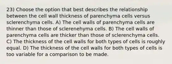 23) Choose the option that best describes the relationship between the cell wall thickness of parenchyma cells versus sclerenchyma cells. A) The cell walls of parenchyma cells are thinner than those of sclerenehyma cells. B) The cell walls of parenchyma cells are thicker than those of sclerenchyma cells. C) The thickness of the cell walls for both types of cells is roughly equal. D) The thickness of the cell walls for both types of cells is too variable for a comparison to be made.