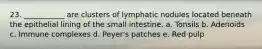 23. ___________ are clusters of lymphatic nodules located beneath the epithelial lining of the small intestine. a. Tonsils b. Adenoids c. Immune complexes d. Peyer's patches e. Red pulp