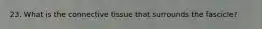 23. What is the connective tissue that surrounds the fascicle?