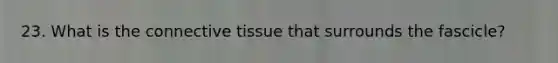 23. What is the connective tissue that surrounds the fascicle?