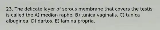 23. The delicate layer of serous membrane that covers the testis is called the A) median raphe. B) tunica vaginalis. C) tunica albuginea. D) dartos. E) lamina propria.