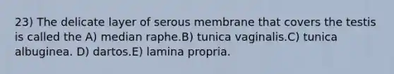 23) The delicate layer of serous membrane that covers the testis is called the A) median raphe.B) tunica vaginalis.C) tunica albuginea. D) dartos.E) lamina propria.