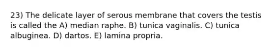 23) The delicate layer of serous membrane that covers the testis is called the A) median raphe. B) tunica vaginalis. C) tunica albuginea. D) dartos. E) lamina propria.