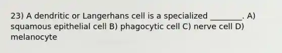 23) A dendritic or Langerhans cell is a specialized ________. A) squamous epithelial cell B) phagocytic cell C) nerve cell D) melanocyte