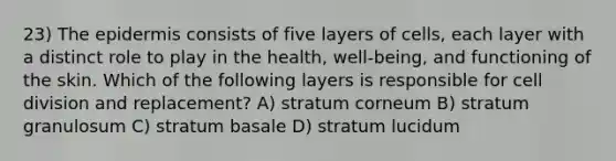 23) <a href='https://www.questionai.com/knowledge/kBFgQMpq6s-the-epidermis' class='anchor-knowledge'>the epidermis</a> consists of five layers of cells, each layer with a distinct role to play in the health, well-being, and functioning of the skin. Which of the following layers is responsible for <a href='https://www.questionai.com/knowledge/kjHVAH8Me4-cell-division' class='anchor-knowledge'>cell division</a> and replacement? A) stratum corneum B) stratum granulosum C) stratum basale D) stratum lucidum