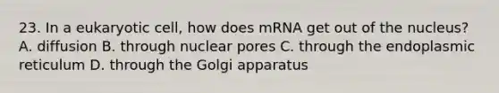 23. In a eukaryotic cell, how does mRNA get out of the nucleus? A. diffusion B. through nuclear pores C. through the endoplasmic reticulum D. through the Golgi apparatus