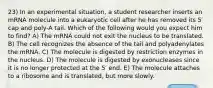 23) In an experimental situation, a student researcher inserts an mRNA molecule into a eukaryotic cell after he has removed its 5′ cap and poly-A tail. Which of the following would you expect him to find? A) The mRNA could not exit the nucleus to be translated. B) The cell recognizes the absence of the tail and polyadenylates the mRNA. C) The molecule is digested by restriction enzymes in the nucleus. D) The molecule is digested by exonucleases since it is no longer protected at the 5′ end. E) The molecule attaches to a ribosome and is translated, but more slowly.