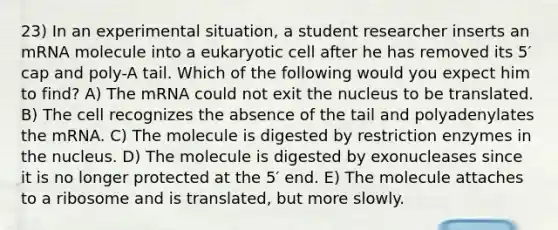 23) In an experimental situation, a student researcher inserts an mRNA molecule into a eukaryotic cell after he has removed its 5′ cap and poly-A tail. Which of the following would you expect him to find? A) The mRNA could not exit the nucleus to be translated. B) The cell recognizes the absence of the tail and polyadenylates the mRNA. C) The molecule is digested by restriction enzymes in the nucleus. D) The molecule is digested by exonucleases since it is no longer protected at the 5′ end. E) The molecule attaches to a ribosome and is translated, but more slowly.