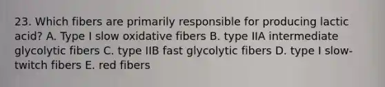 23. Which fibers are primarily responsible for producing lactic acid? A. Type I slow oxidative fibers B. type IIA intermediate glycolytic fibers C. type IIB fast glycolytic fibers D. type I slow-twitch fibers E. red fibers