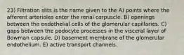 23) Filtration slits is the name given to the A) points where the afferent arterioles enter the renal corpuscle. B) openings between the endothelial cells of the glomerular capillaries. C) gaps between the podocyte processes in the visceral layer of Bowman capsule. D) basement membrane of the glomerular endothelium. E) active transport channels.