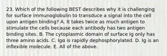 23. Which of the following BEST describes why it is challenging for surface immunoglobulin to transduce a signal into the cell upon antigen binding? A. It takes twice as much antigen to stimulate the cells because each antibody has two antigen binding sites. B. The cytoplasmic domain of surface Ig only has three amino acids. C. Igα is rapidly dephosphorylated. D. Ig is an inflexible molecule. E. All of the above.