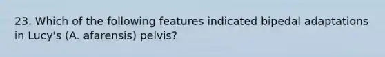 23. Which of the following features indicated bipedal adaptations in Lucy's (A. afarensis) pelvis?