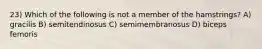 23) Which of the following is not a member of the hamstrings? A) gracilis B) semitendinosus C) semimembranosus D) biceps femoris