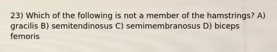 23) Which of the following is not a member of the hamstrings? A) gracilis B) semitendinosus C) semimembranosus D) biceps femoris