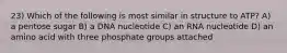 23) Which of the following is most similar in structure to ATP? A) a pentose sugar B) a DNA nucleotide C) an RNA nucleotide D) an amino acid with three phosphate groups attached