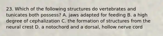 23. Which of the following structures do vertebrates and tunicates both possess? A. jaws adapted for feeding B. a high degree of cephalization C. the formation of structures from the neural crest D. a notochord and a dorsal, hollow nerve cord