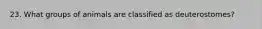 23. What groups of animals are classified as deuterostomes?