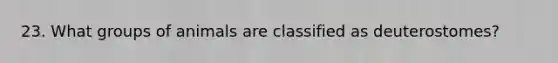 23. What groups of animals are classified as deuterostomes?