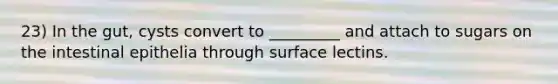 23) In the gut, cysts convert to _________ and attach to sugars on the intestinal epithelia through surface lectins.