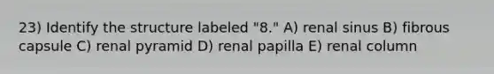 23) Identify the structure labeled "8." A) renal sinus B) fibrous capsule C) renal pyramid D) renal papilla E) renal column