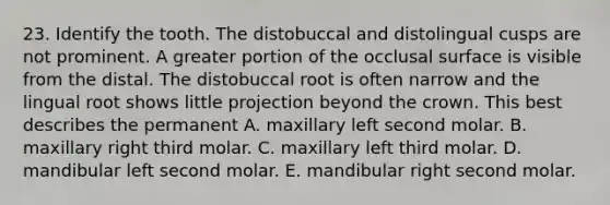 23. Identify the tooth. The distobuccal and distolingual cusps are not prominent. A greater portion of the occlusal surface is visible from the distal. The distobuccal root is often narrow and the lingual root shows little projection beyond the crown. This best describes the permanent A. maxillary left second molar. B. maxillary right third molar. C. maxillary left third molar. D. mandibular left second molar. E. mandibular right second molar.