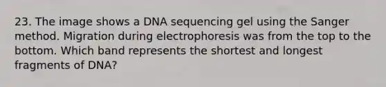 23. The image shows a DNA sequencing gel using the Sanger method. Migration during electrophoresis was from the top to the bottom. Which band represents the shortest and longest fragments of DNA?