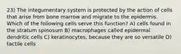 23) The integumentary system is protected by the action of cells that arise from bone marrow and migrate to the epidermis. Which of the following cells serve this function? A) cells found in the stratum spinosum B) macrophages called epidermal dendritic cells C) keratinocytes, because they are so versatile D) tactile cells