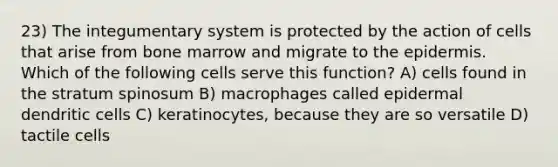 23) The integumentary system is protected by the action of cells that arise from bone marrow and migrate to the epidermis. Which of the following cells serve this function? A) cells found in the stratum spinosum B) macrophages called epidermal dendritic cells C) keratinocytes, because they are so versatile D) tactile cells