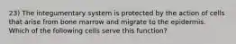 23) The integumentary system is protected by the action of cells that arise from bone marrow and migrate to the epidermis. Which of the following cells serve this function?